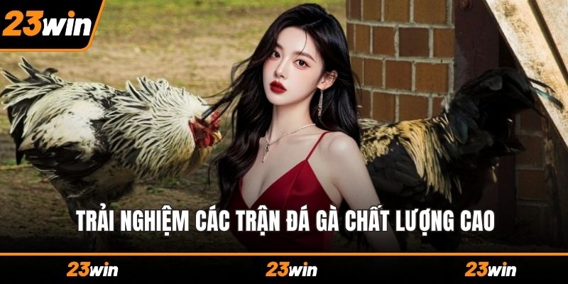 Trải nghiệm các trận đá gà chất lượng cao